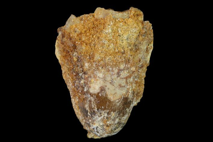 Cretaceous Fossil Crocodile Tooth - Morocco #140583